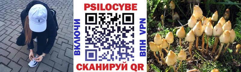 KRAKEN tor  Почеп  Псилоцибиновые грибы Magic Shrooms 